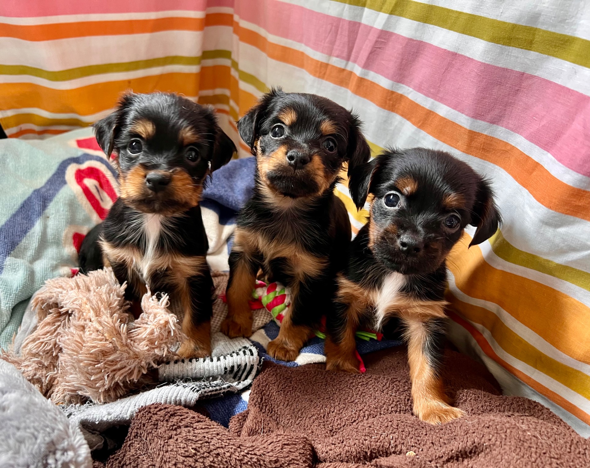 PRÓXIMAMENTE EN ADOPCIÓN 
