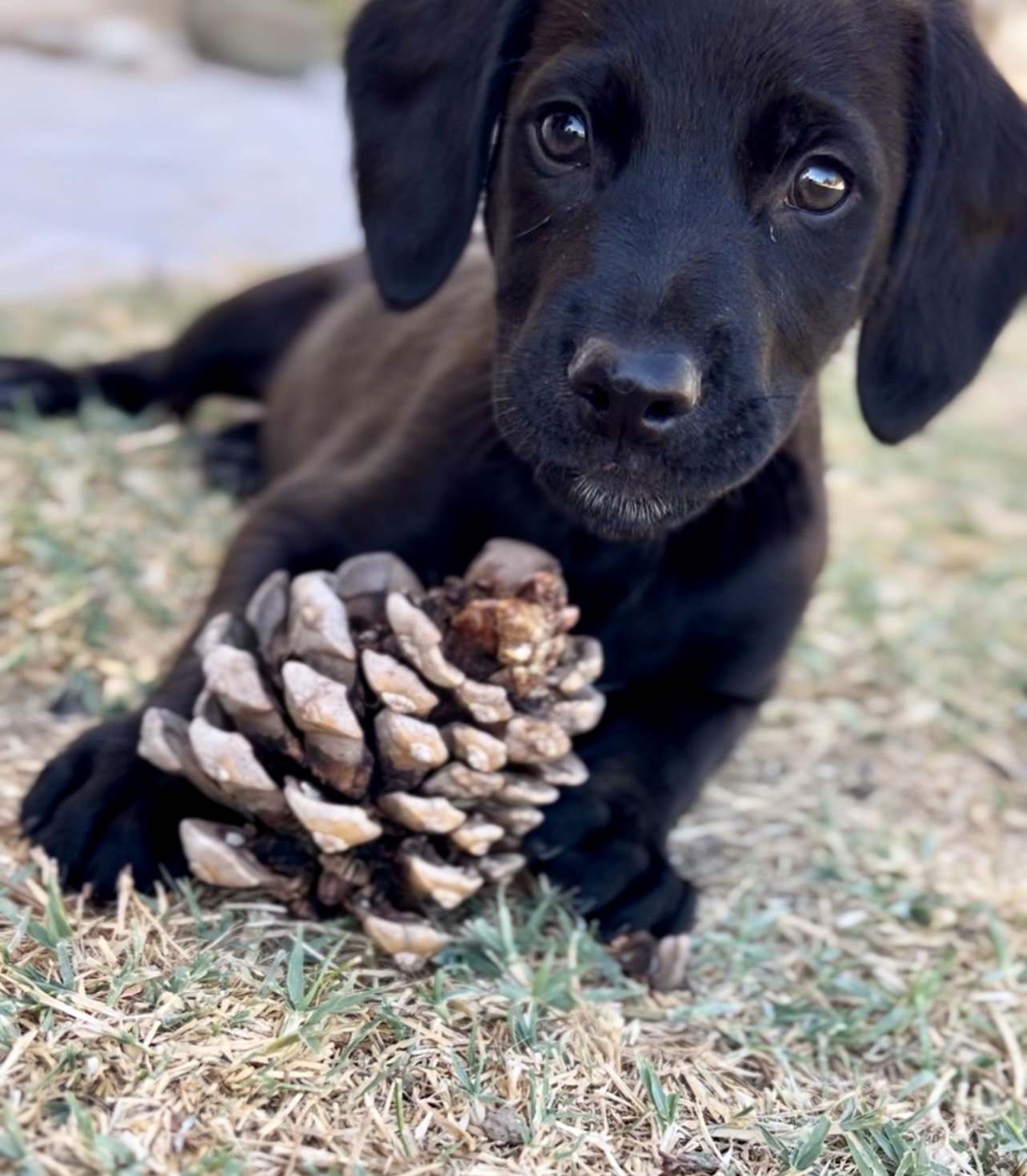 PHOSKITO, 2,5 meses