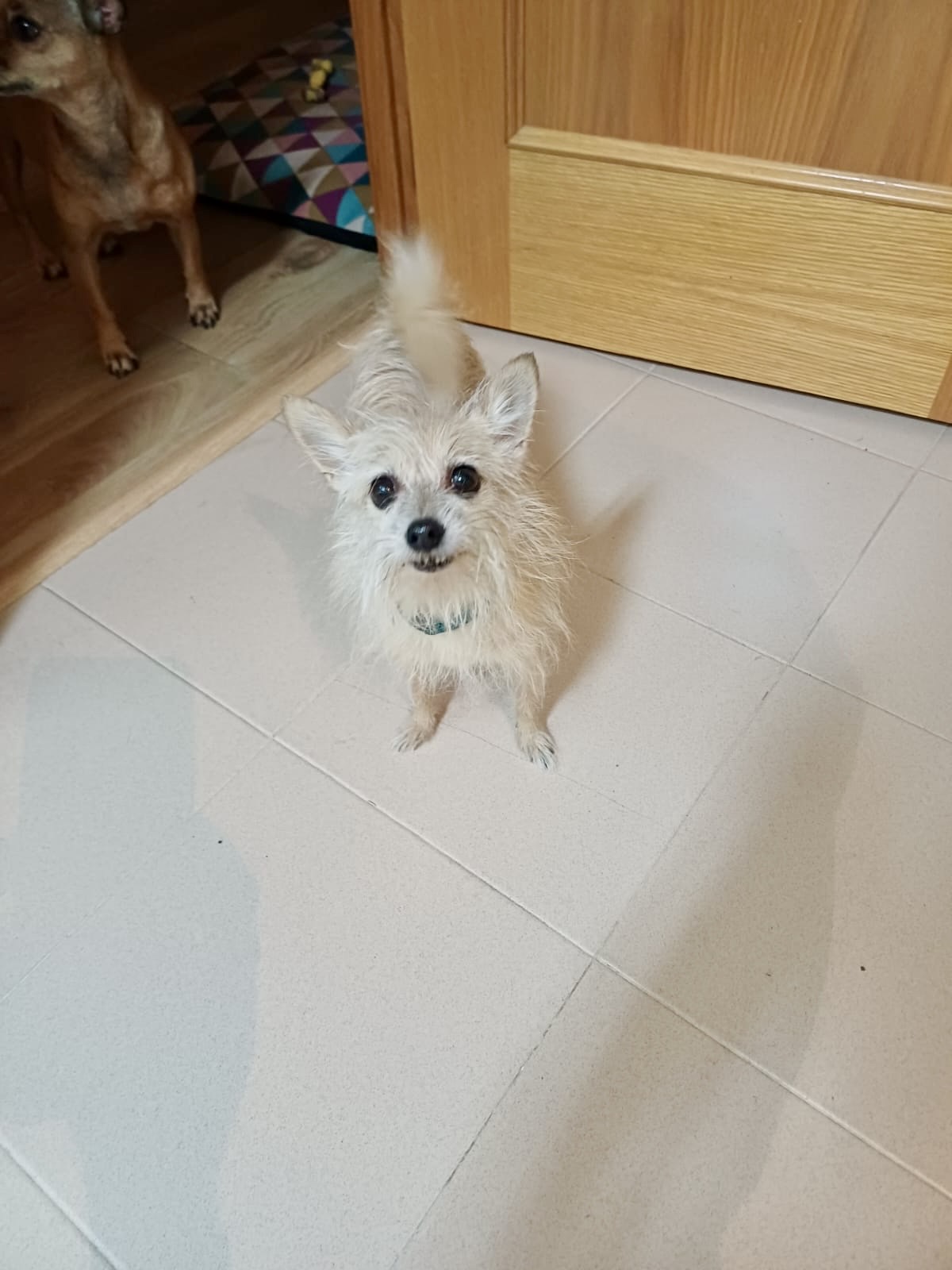 GIGI, 6 años 