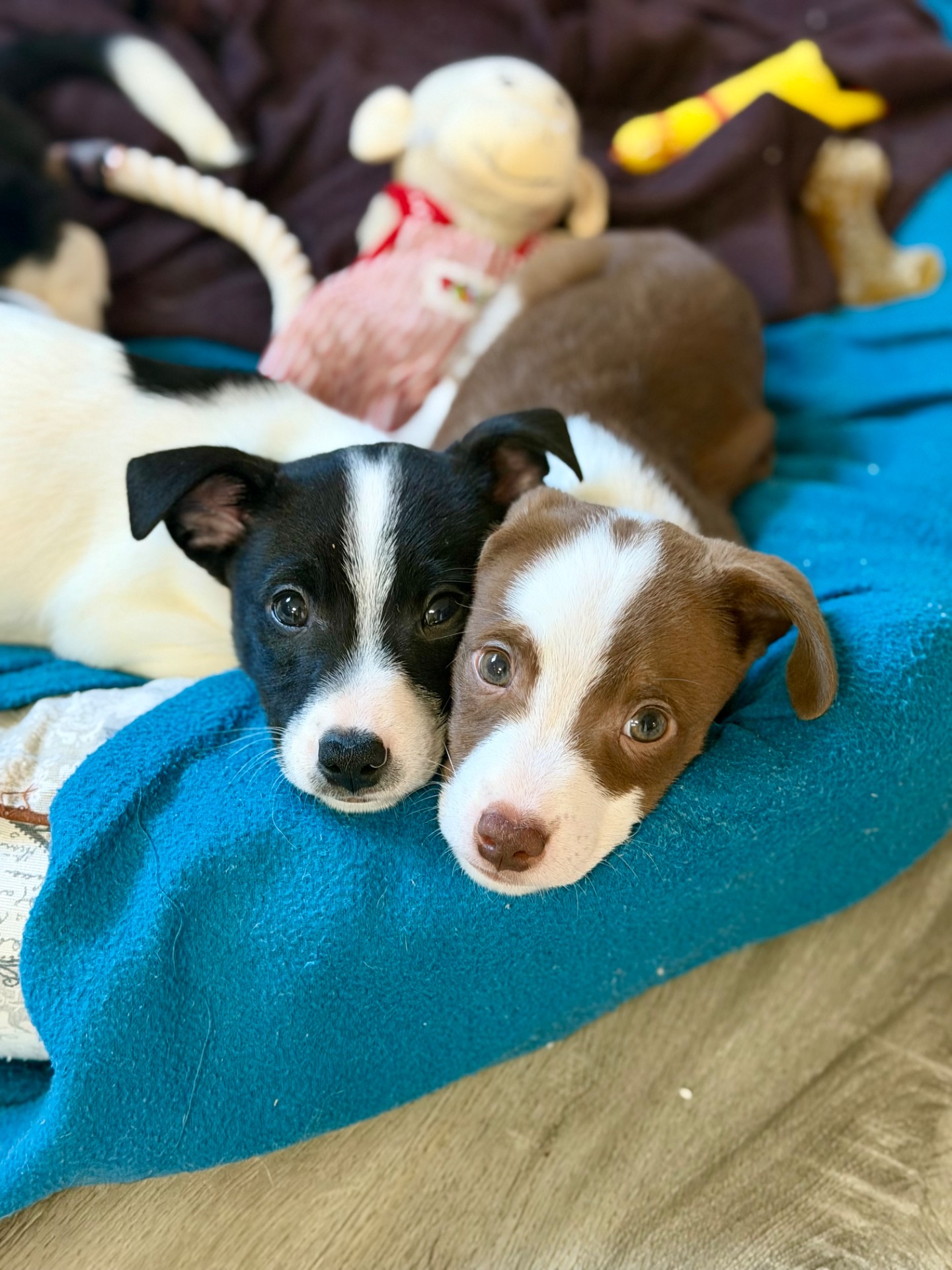 BOBAL Y VERDEJO, 2 meses