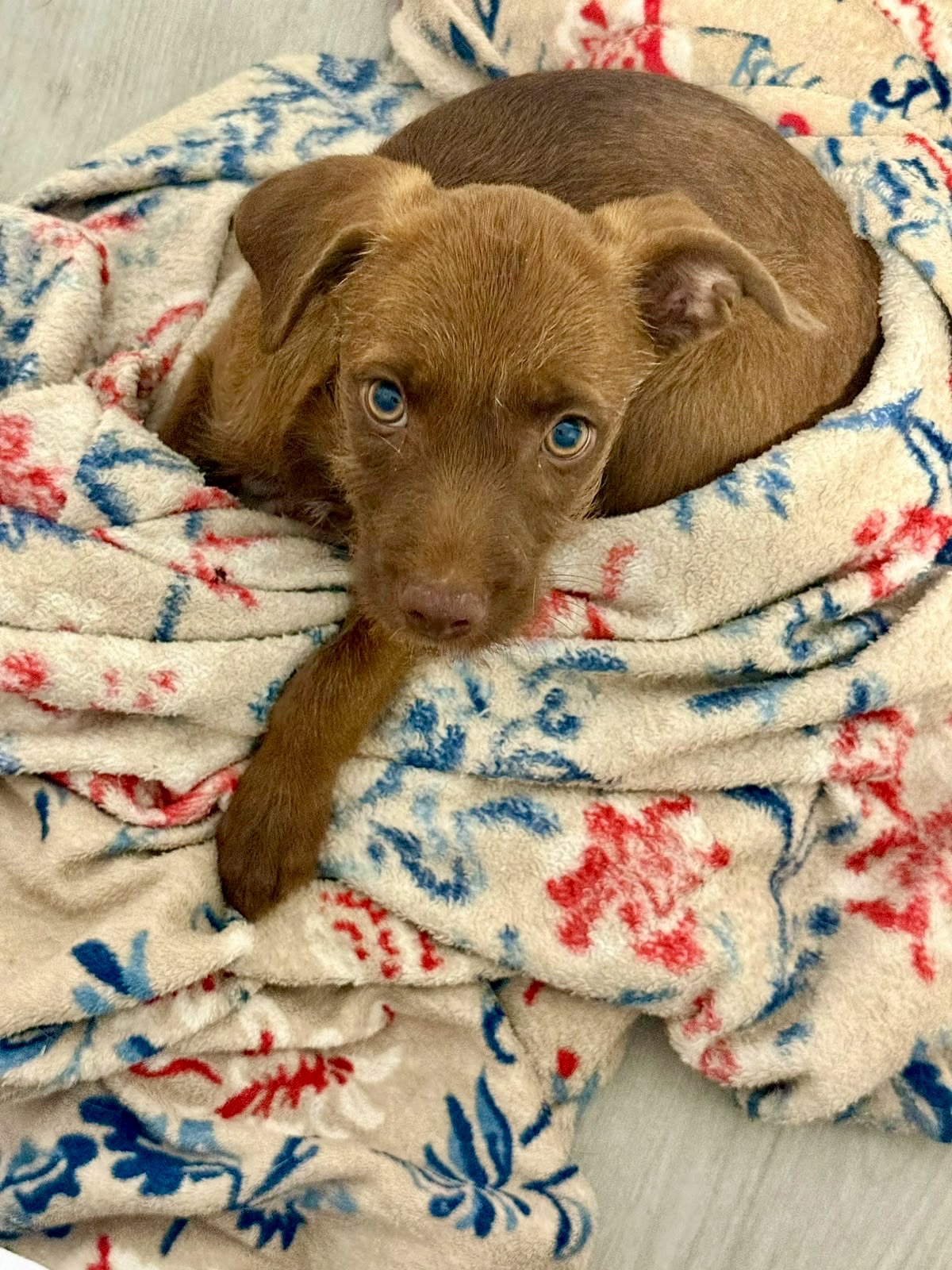 CARMELITO